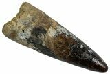 Fossil Spinosaurus Tooth - Real Dinosaur Tooth #257450-1